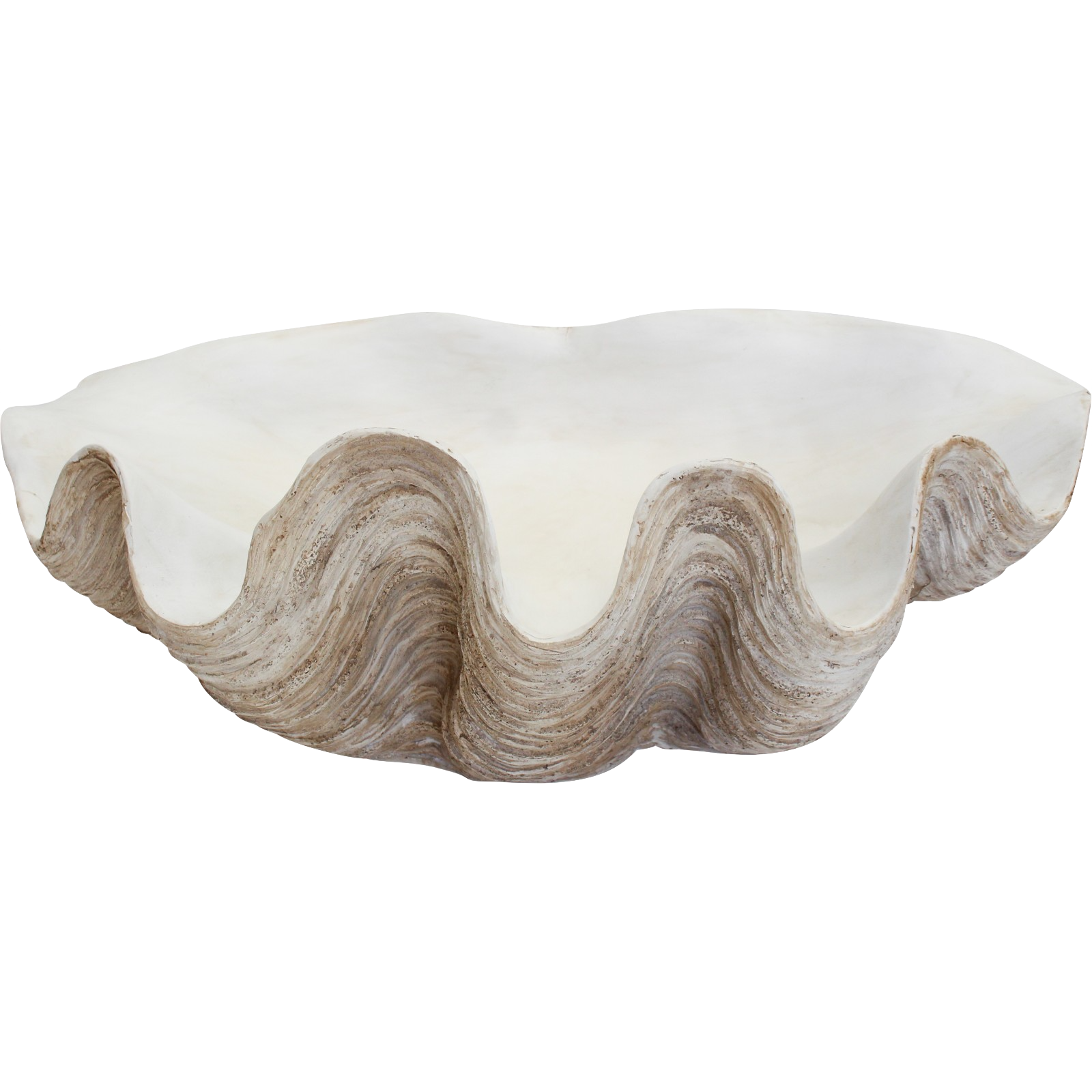 Giant Clam Shell Natural