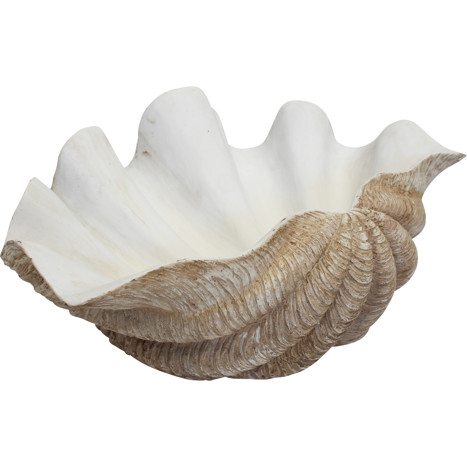 Giant Clam Shell Natural