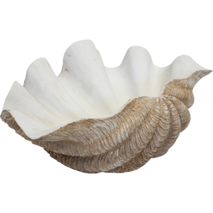 Giant Clam Shell Natural