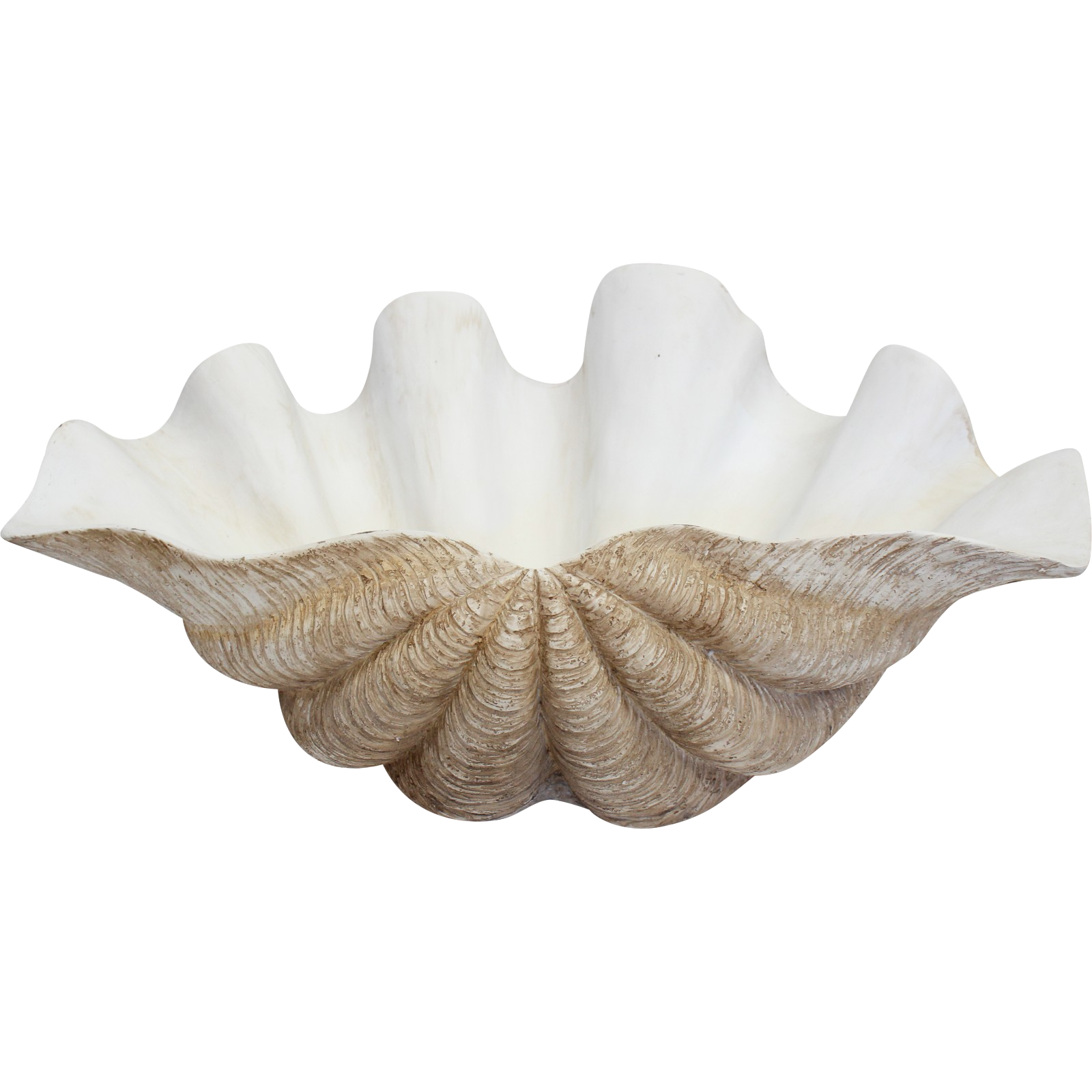 Giant Clam Shell Natural