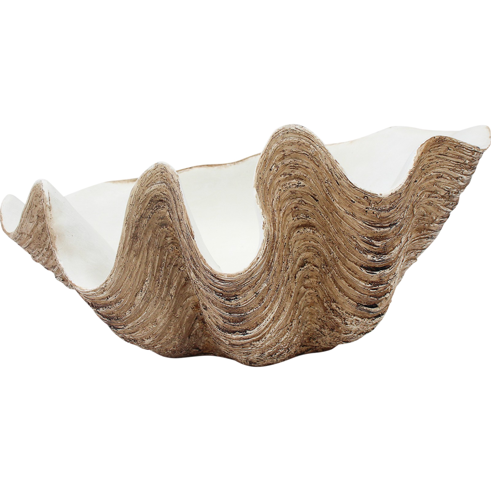 Large Clam Shell Natural