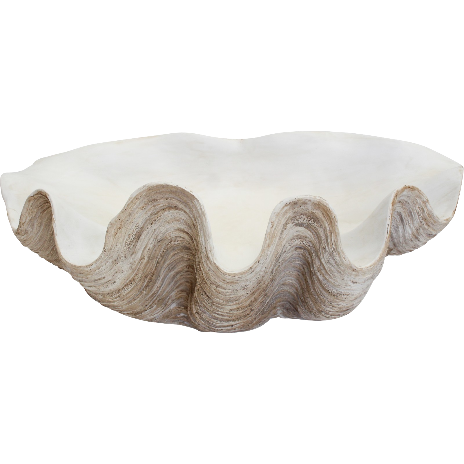 Giant Clam Shell Natural Poco Palms